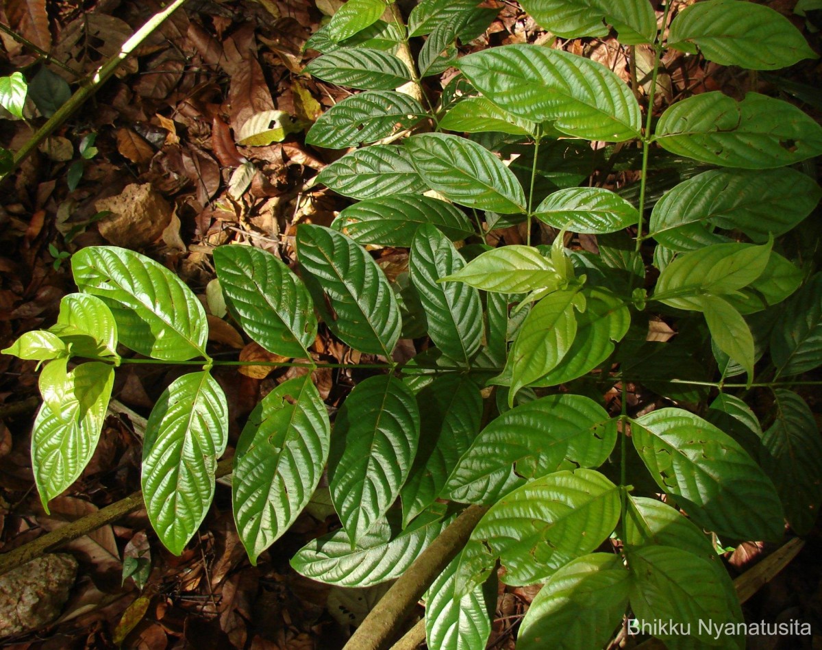 Uncaria elliptica R.Br. ex G.Don